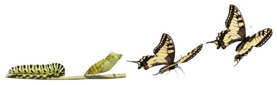 transformatie karen martin vlinder ontpoppen.jpg